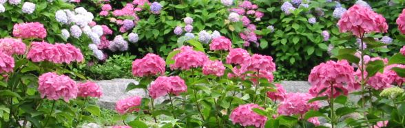 2018 アジサイの花